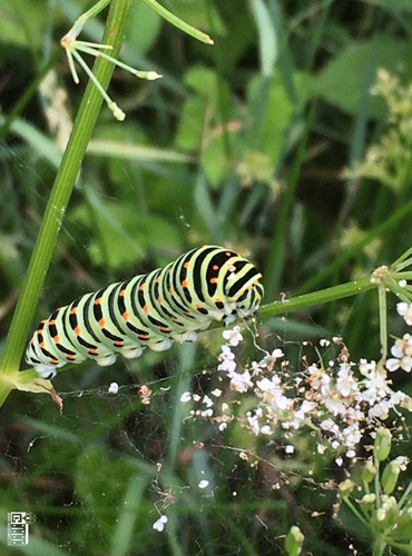 HOUSENKA OTAKÁRKA FENYKLOVÉHO (Papilio machalon) FOTO: Marta Knauerová