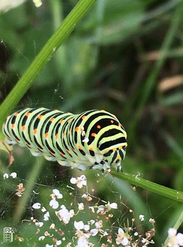 HOUSENKA OTAKÁRKA FENYKLOVÉHO (Papilio machalon) FOTO: Marta Knauerová