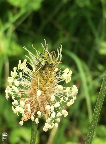 JITROCEL KOPINATÝ (Plantago lanceolata) - KVĚT - FOTO: Marta Knauerová