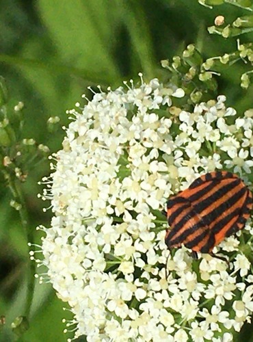 KNĚŽICE PÁSOVANÁ (Graphosoma lineatum) FOTO: Marta Knauerová