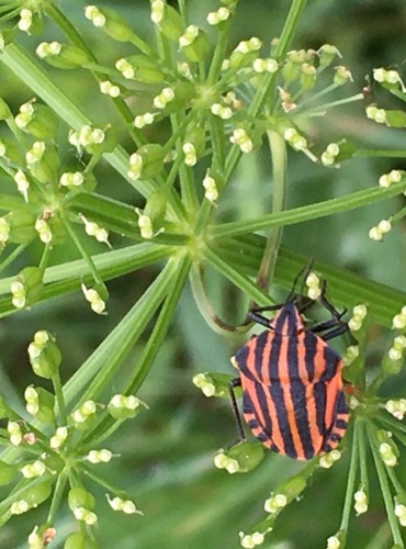 KNĚŽICE PÁSOVANÁ (Graphosoma lineatum) FOTO: Marta Knauerová