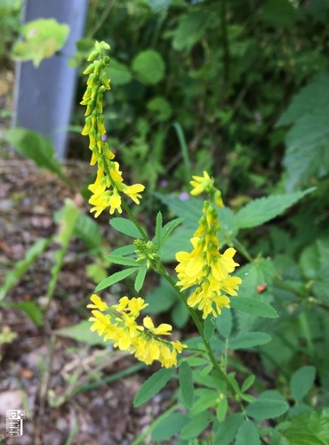 KOMONICE LÉKAŘSKÁ (Melilotus officinalis) FOTO: Marta Knauerová