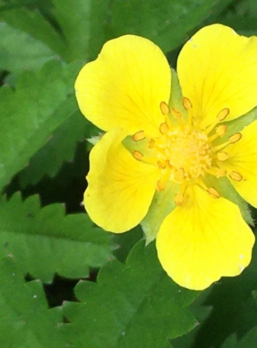 MOCHNA PLAZIVÁ (Potentilla reptans) FOTO: Marta Knauerová