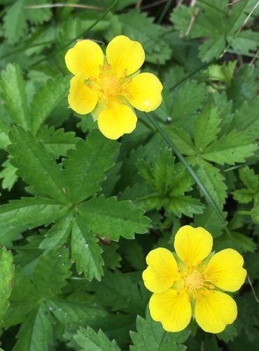 MOCHNA PLAZIVÁ (Potentilla reptans) FOTO: Marta Knauerová