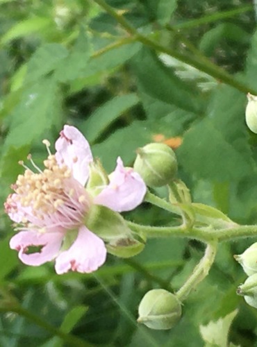 OSTRUŽINÍK (Rubus spp.) bez bližšího určení – FOTO: Marta Knauerová, 2022