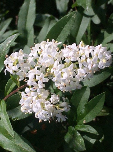 PTAČÍ ZOB OBECNÝ (Ligustrum vulgare) FOTO: Marta Knauerová