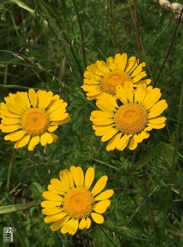 RMEN BARVÍŘSKÝ (Anthemis tinctoria) FOTO: Marta Knauerová