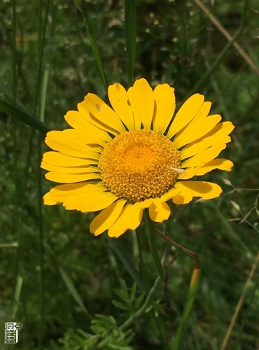 RMEN BARVÍŘSKÝ (Anthemis tinctoria) FOTO: Marta Knauerová