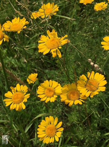 RMEN BARVÍŘSKÝ (Anthemis tinctoria) FOTO: Marta Knauerová