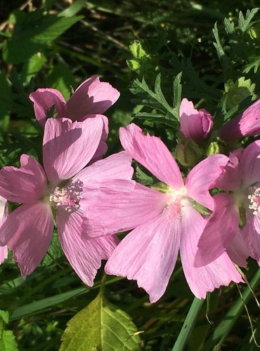 SLÉZ PIŽMOVÝ (Malva moschata) FOTO: Marta Knauerová