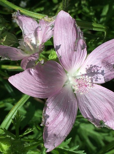 SLÉZ PIŽMOVÝ (Malva moschata) FOTO: Marta Knauerová