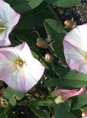 SVLAČEC ROLNÍ (Convolvulus arvensis) FOTO: Marta Knauerová