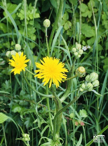 ŠKARDA DVOULETÁ (Crepis biennis) FOTO: Marta Knauerová