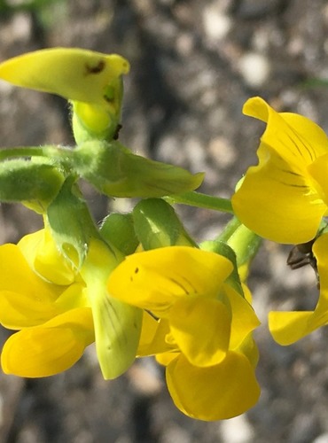 ŠTÍROVNÍK RŮŽKATÝ (Lotus corniculatus) FOTO: Marta Knauerová