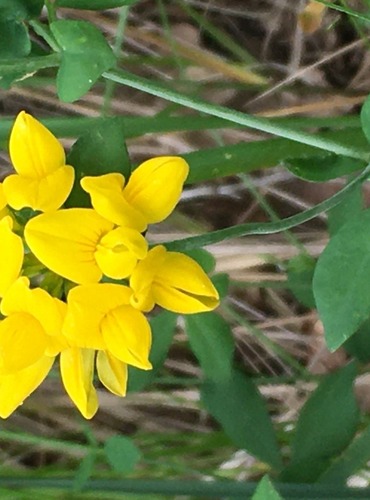 ŠTÍROVNÍK RŮŽKATÝ (Lotus corniculatus) FOTO: Marta Knauerová