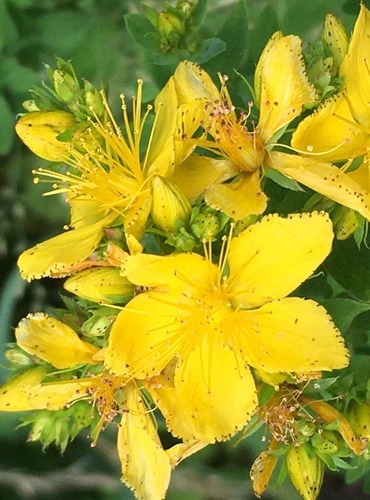 TŘEZALKA TEČKOVANÁ (Hypericum perforatum) FOTO: Marta Knauerová