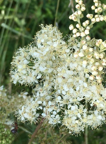 TUŽEBNÍK JILMOVÝ (Filipendula ulmaria) FOTO: Marta Knauerová