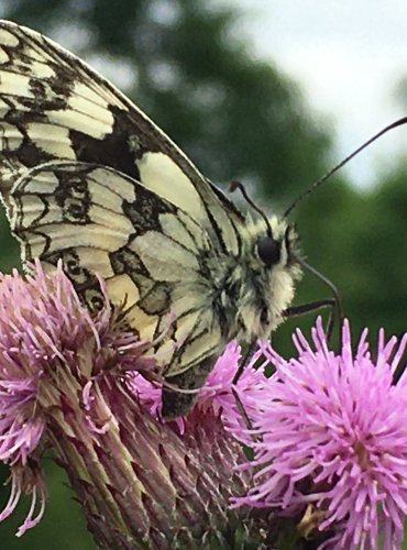 OKÁČ BOJÍNKOVÝ (Melanargia galathea) FOTO: Marta Knauerová