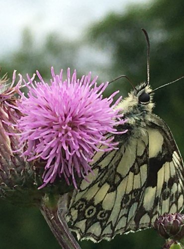 OKÁČ BOJÍNKOVÝ (Melanargia galathea) FOTO: Marta Knauerová