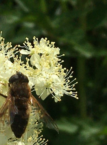 PESTŘENKA (bez bližšího určení) FOTO: Marta Knauerová