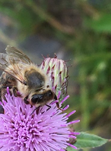 VČELA MEDONOSNÁ (Apis mellifica) FOTO: Marta Knauerová