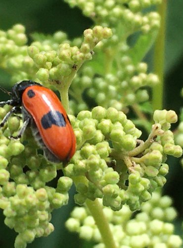 VRBAŘ ČTYŘTEČNÝ (Clytra quadripunctata) – OHROŽENÝ DRUH – FOTO: Marta Knauerová