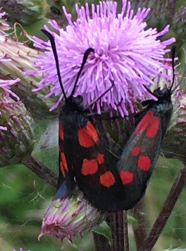 VŘETENUŠKA OBECNÁ (Zygaena filipendulae) FOTO: Marta Knauerová