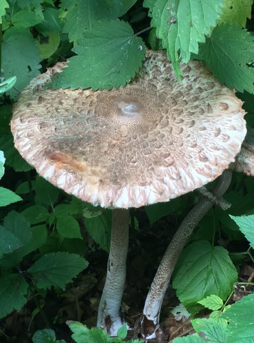 BEDLA VYSOKÁ (Macrolepiota procera) FOTO: Marta Knauerová