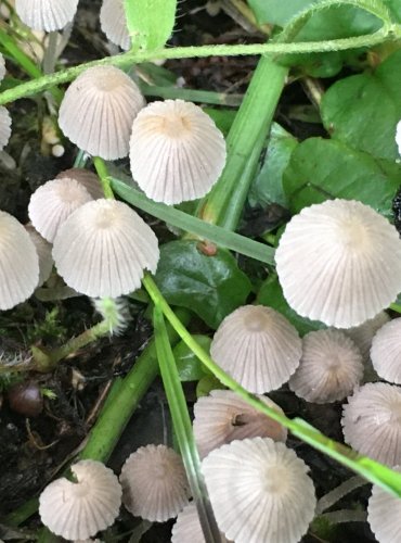 HNOJNÍK NASETÝ (Coprinellus disseminatus) FOTO: Marta Knauerová