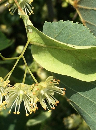 LÍPA SRDČITÁ (Tilia cordata) FOTO: Marta Knauerová