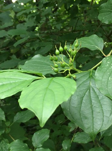 SVÍDA KRVAVÁ (Cornus sanguinea) NEZRALÉ PLODY – FOTO: Marta Knauerová