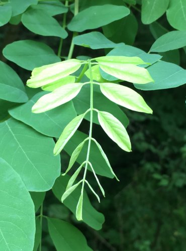 TRNOVNÍK AKÁT (Robinia psudoacacia) FOTO: Marta Knauerová