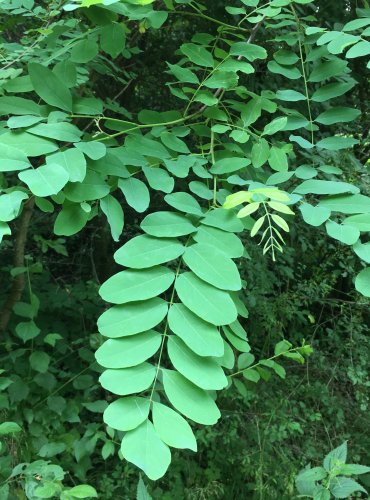 TRNOVNÍK AKÁT (Robinia psudoacacia) FOTO: Marta Knauerová