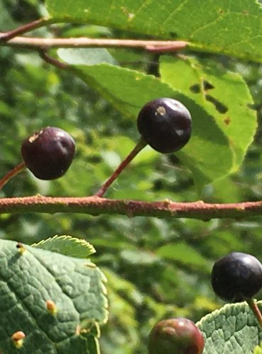 STŘEMCHA OBECNÁ (Prunus padus) NEZRALÉ PLODY – FOTO: Marta Knauerová