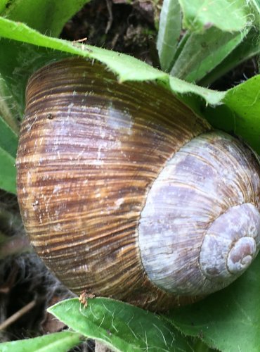 HLEMÝŽĎ ZAHRADNÍ (Helix pomatia) – OHROŽENÝ DRUH – FOTO: Marta Knauerová