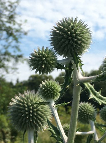 BĚLOTRN KULATOHLAVÝ (Echinops sphaerocephalus) FOTO: Marta Knauerová