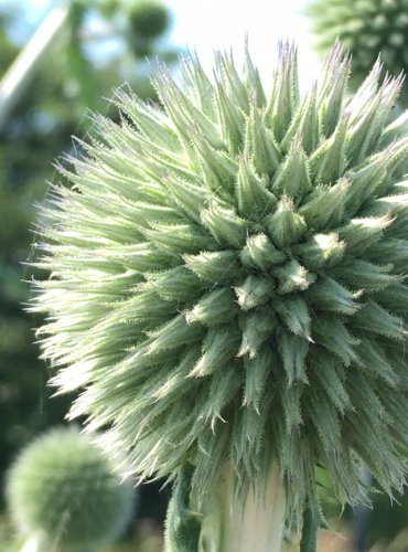 BĚLOTRN KULATOHLAVÝ (Echinops sphaerocephalus) FOTO: Marta Knauerová