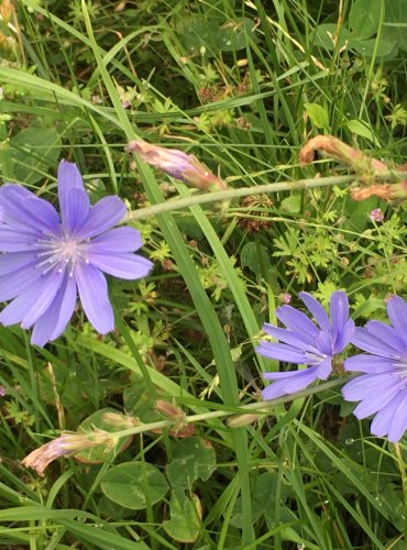 ČEKANKA OBECNÁ (Cichorium intybus) FOTO: Marta Knauerová