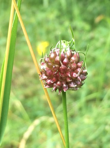 ČESNEK VINIČNÝ (Alium vienale) NEZRALÉ PLODENSTVÍ, FOTO: Marta Knauerová