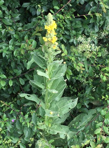 DIVIZNA MALOKVĚTÁ (Verbascum thapsus) FOTO: Marta Knauerová