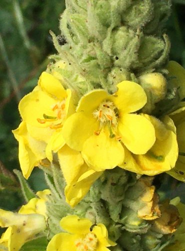 DIVIZNA MALOKVĚTÁ (Verbascum thapsus) FOTO: Marta Knauerová