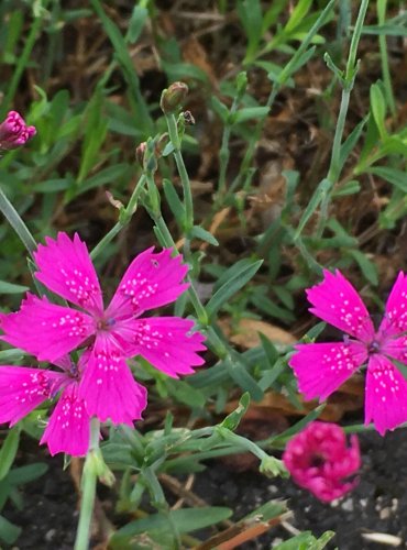 HVOZDÍK KROPENATÝ (Dianthus deltoides) FOTO: Marta Knauerová