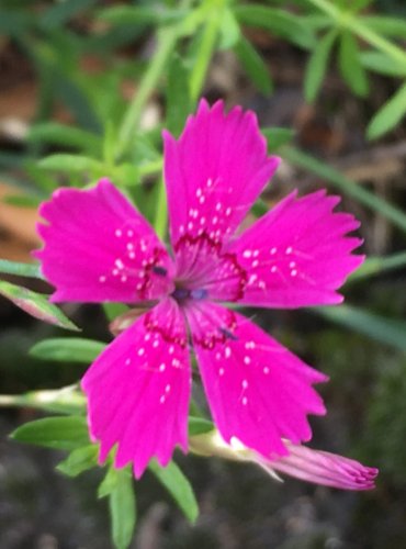 HVOZDÍK KROPENATÝ (Dianthus deltoides) FOTO: Marta Knauerová