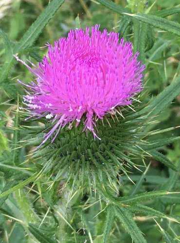 PCHÁČ OBECNÝ (Cirsium vulgare) FOTO: Marta Knauerová