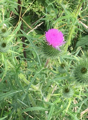 PCHÁČ OBECNÝ (Cirsium vulgare) FOTO: Marta Knauerová