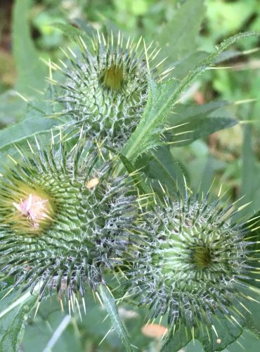 PCHÁČ OBECNÝ (Cirsium vulgare) FOTO: Marta Knauerová