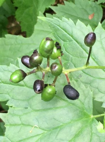 SAMOROSTLÍK KLASNATÝ (Actaea spicata) – NEZRALÉ PLODENSTVÍ – FOTO: Marta Knauerová