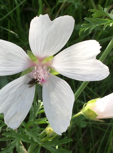 SLÉZ PIŽMOVÝ (Malva moschata) FOTO: Marta Knauerová