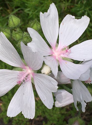 SLÉZ PIŽMOVÝ (Malva moschata) FOTO: Marta Knauerová