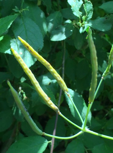 VLAŠTOVIČNÍK VĚTŠÍ (Chelidonium majus) – NEZRALÝ PLOD – FOTO: Marta Knauerová